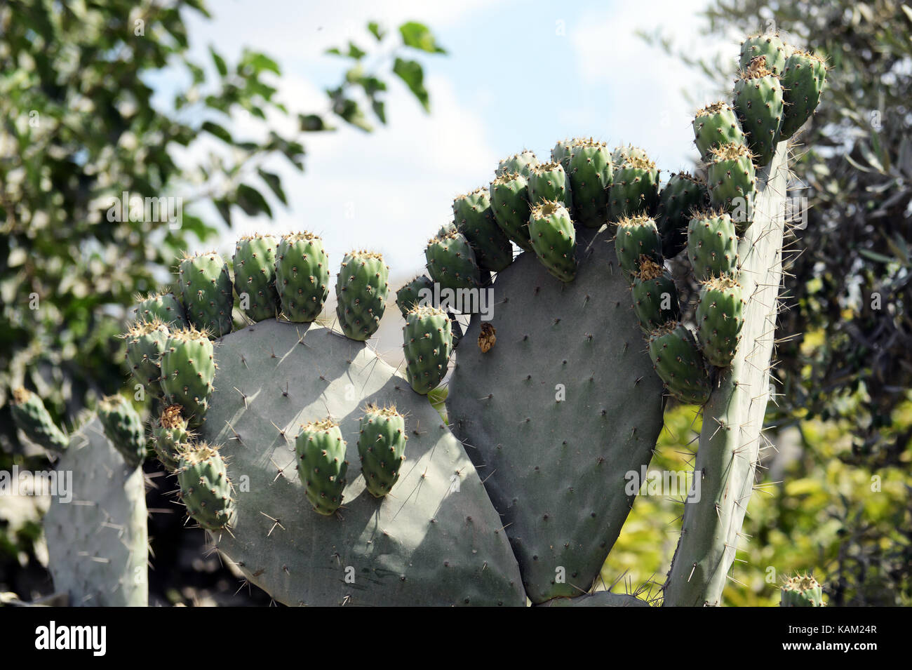 A Cactus with prickly pear fruits on it. Stock Photo