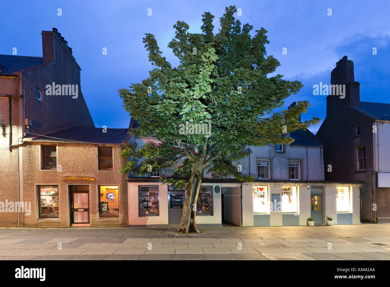 Big Tree, Albert Street, Kirkwall Stock Photo Alamy