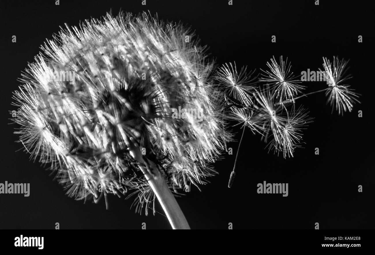 Dandelion field Black and White Stock Photos & Images Alamy