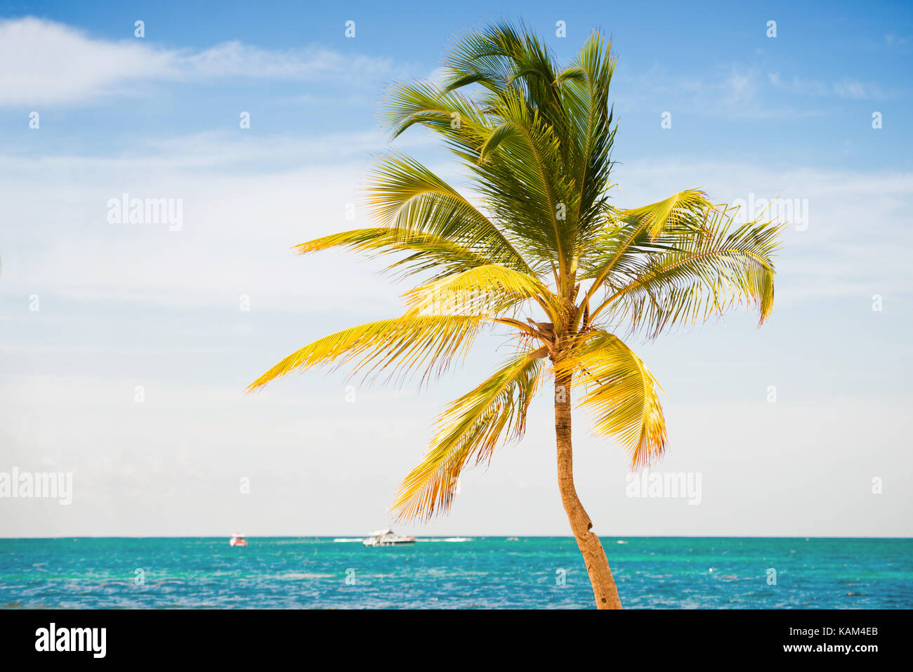 Palm tree on the background of the sea and sky Stock Photo - Alamy