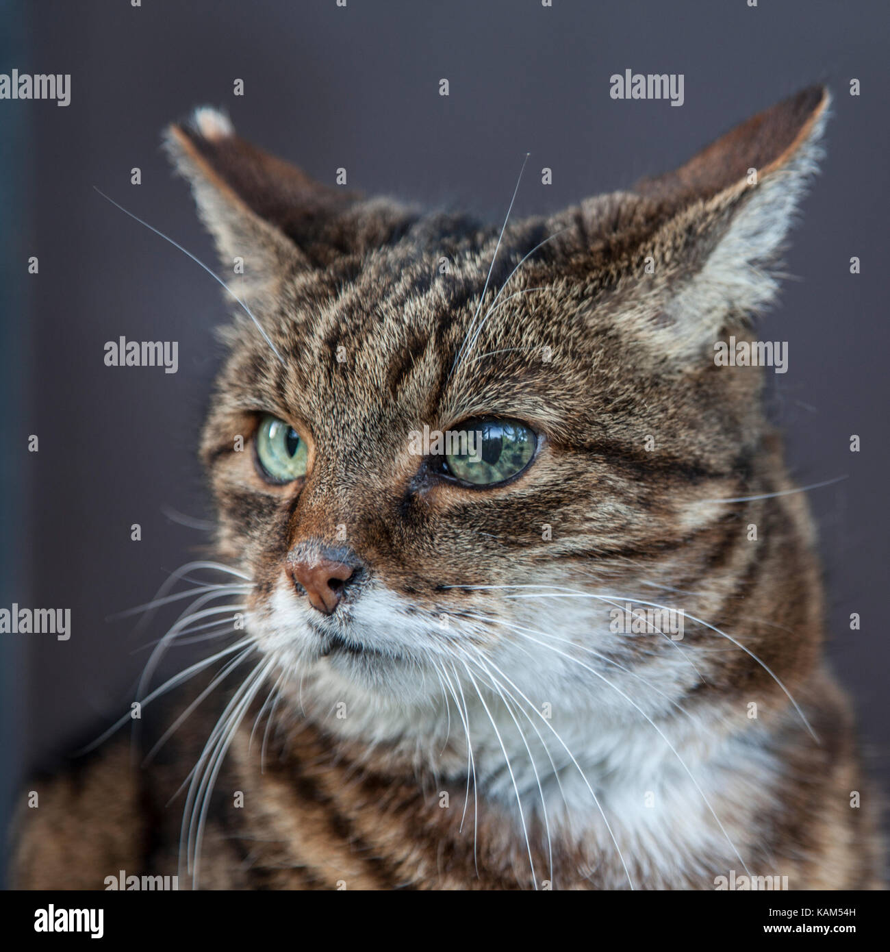 Katt / Cat Stock Photo