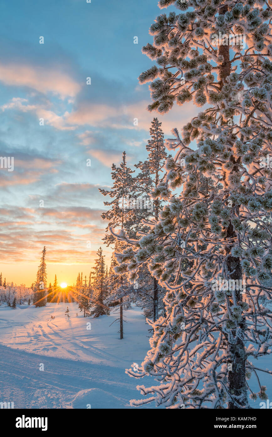 Snowy landscape at sunset, frozen trees in winter in Saariselka, Lapland, Finland Stock Photo