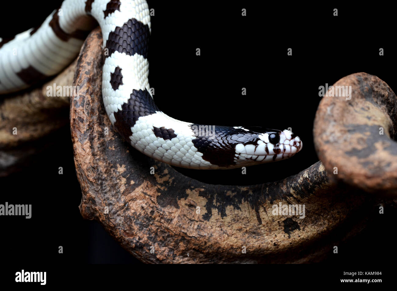 Californian Kingsnake (Lampropeltis getula californiae) on a branch in a studio with a black background. Stock Photo