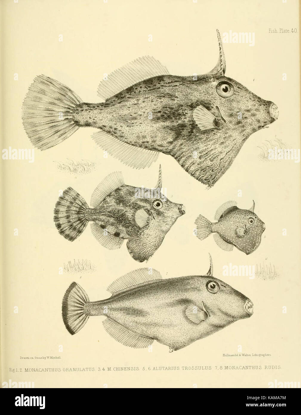The zoology of the voyage of the H.M.S. Erebus and Terror (10328158103) Stock Photo