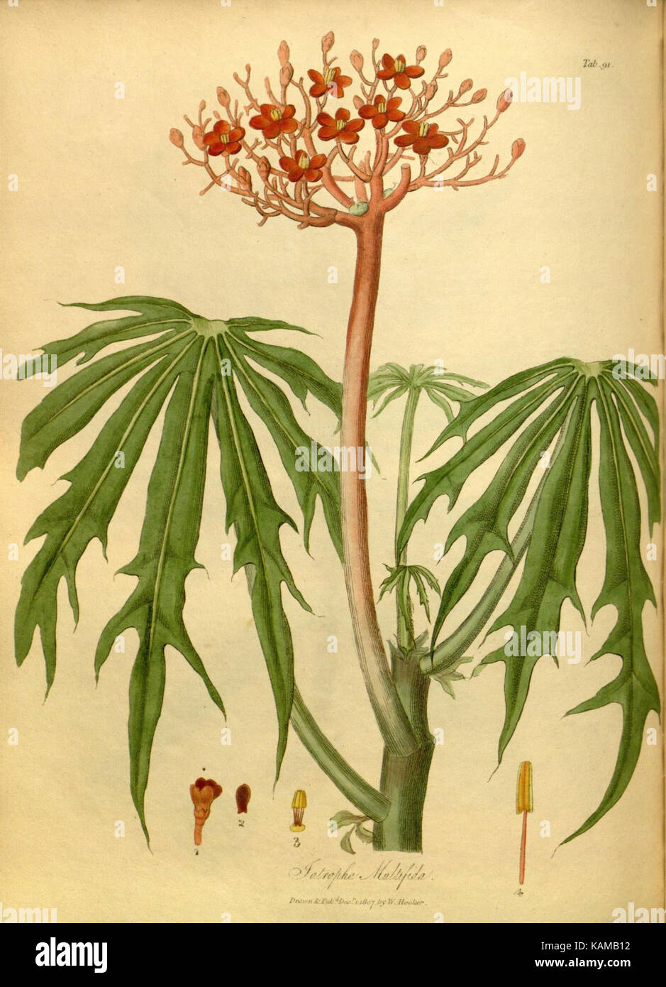 The paradisus londinensis (8318677360) Stock Photo
