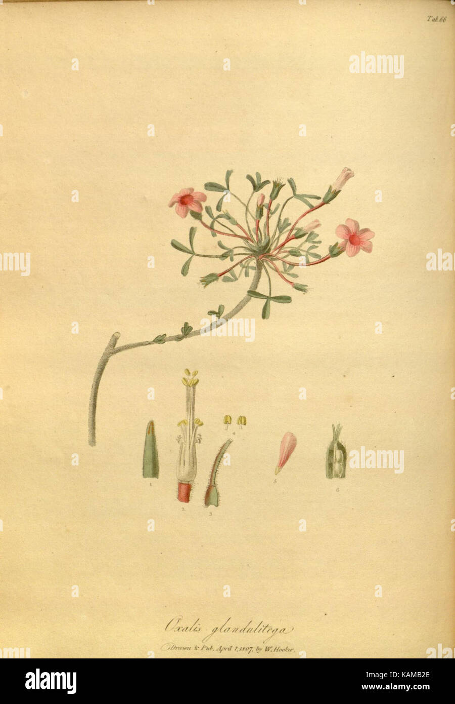 The paradisus londinensis (8317604365) Stock Photo