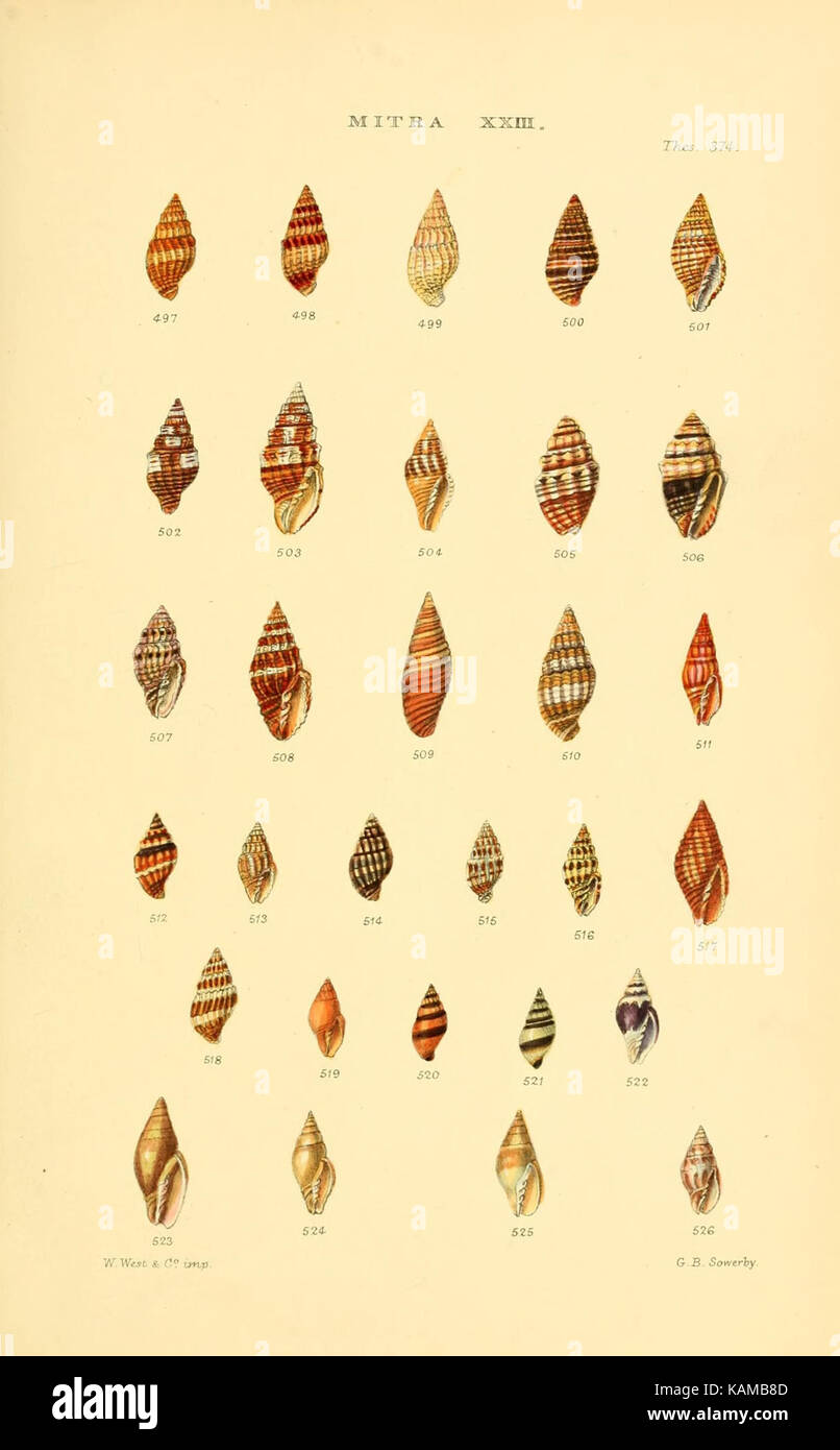 Monographs of genera of shells hi-res stock photography and images - Alamy
