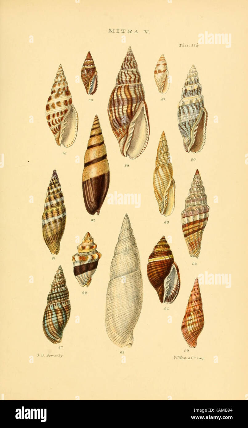 Monographs of genera of shells hi-res stock photography and images - Alamy