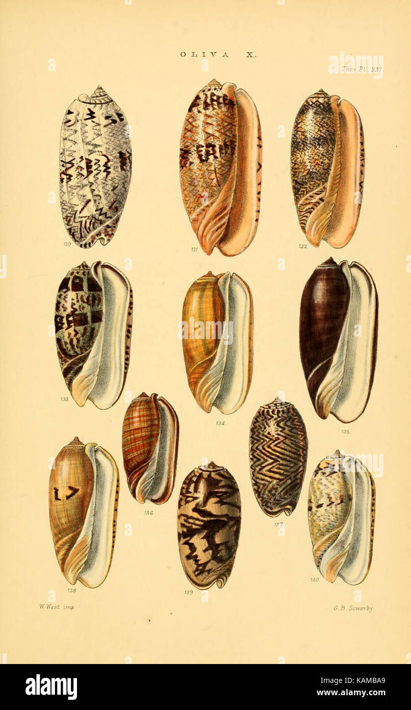 Genera of shells hi-res stock photography and images - Alamy