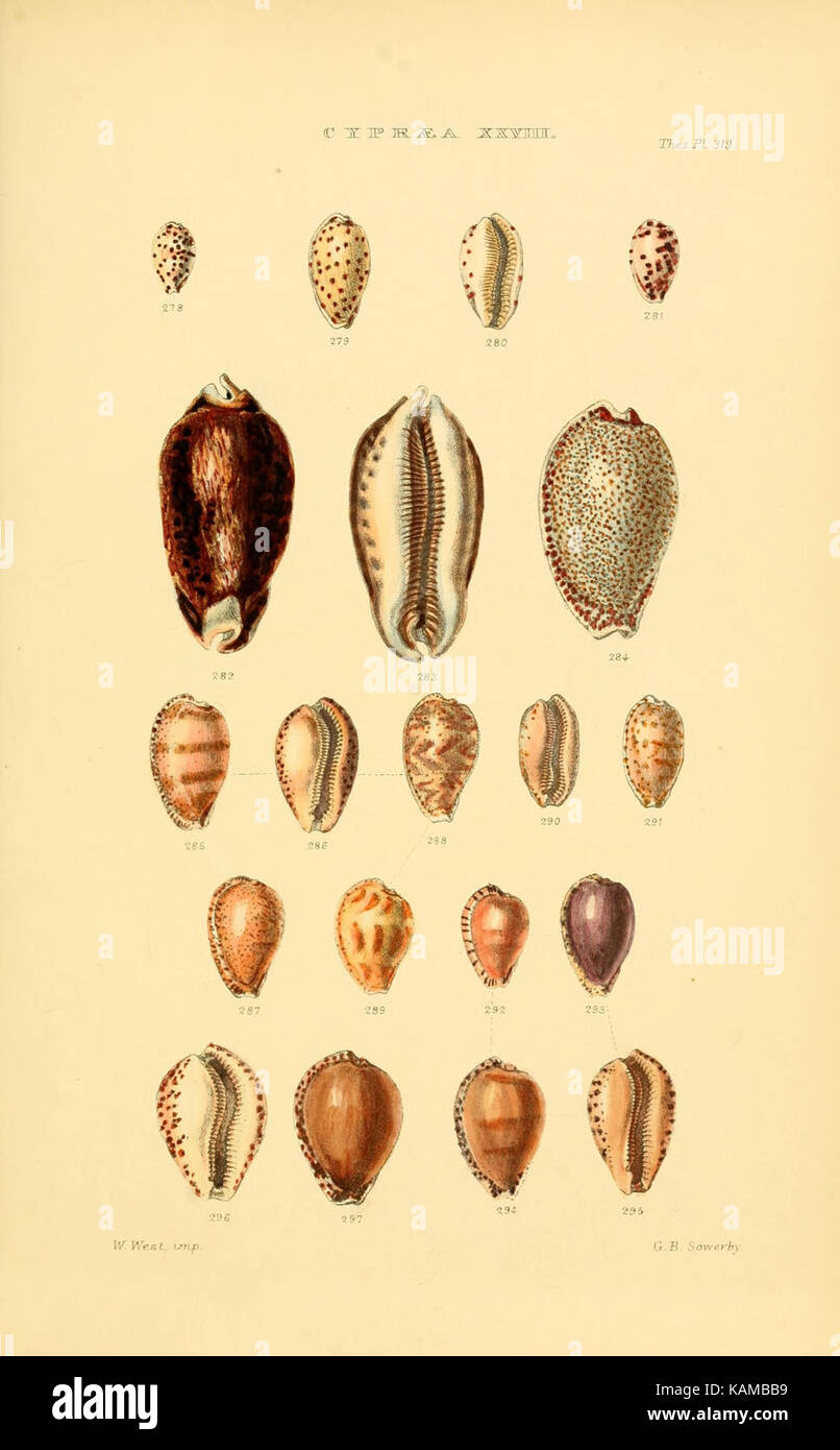 Monographs of genera of shells hi-res stock photography and images - Alamy