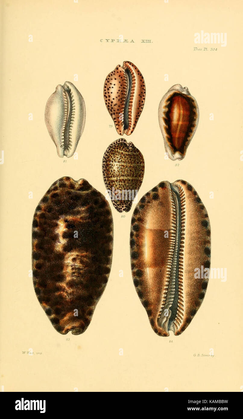 Detailed illustration of various species of shells hi-res stock ...