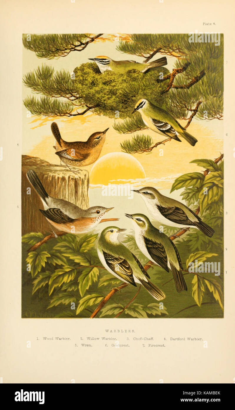 The smaller British birds (8053838976) Stock Photo