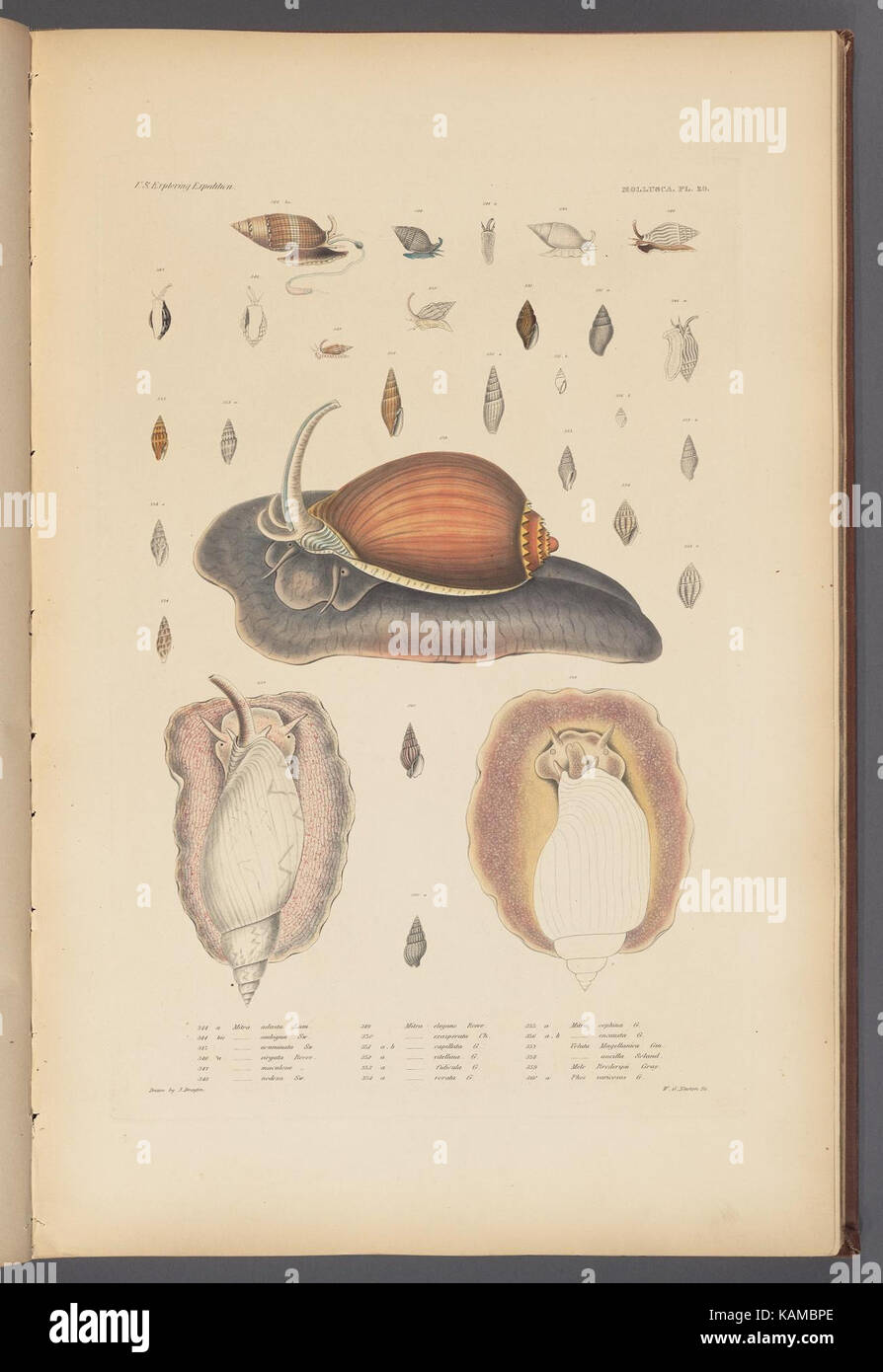 19th century united states chart hi-res stock photography and images ...