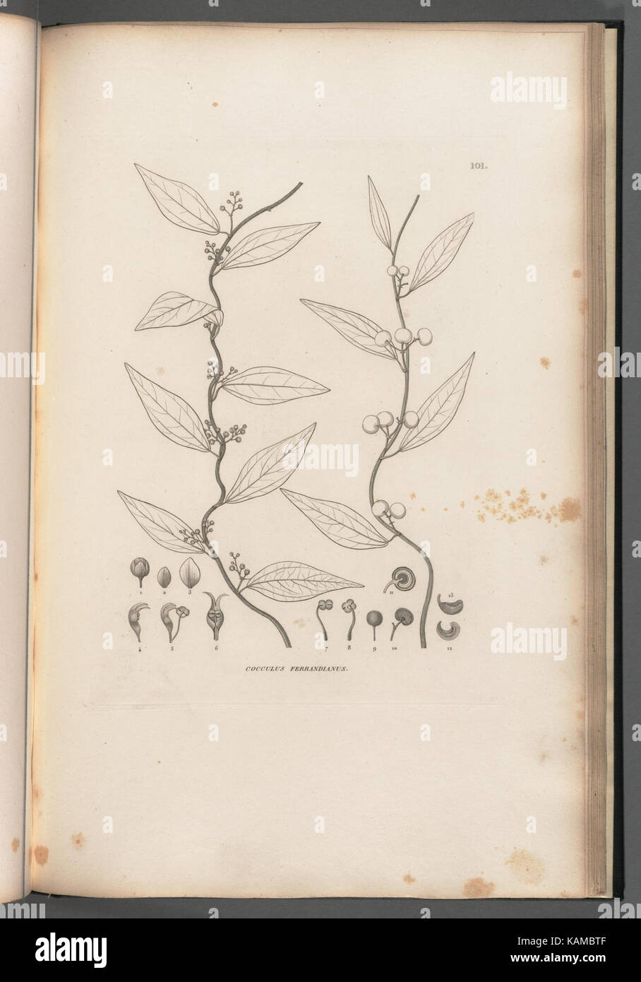 Voyage autour du monde (Pl. 101) (8226194935 Stock Photo - Alamy