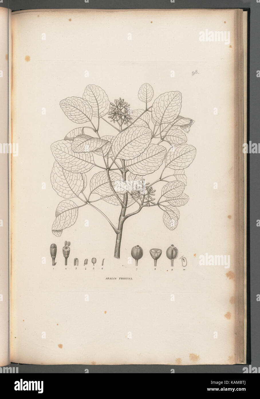 Botanical illustrations captures hi-res stock photography and images ...