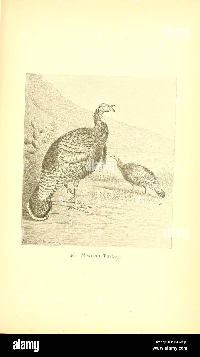 The gallinaceous game birds of North America (Pl. 46) (8119302187) Stock Photo