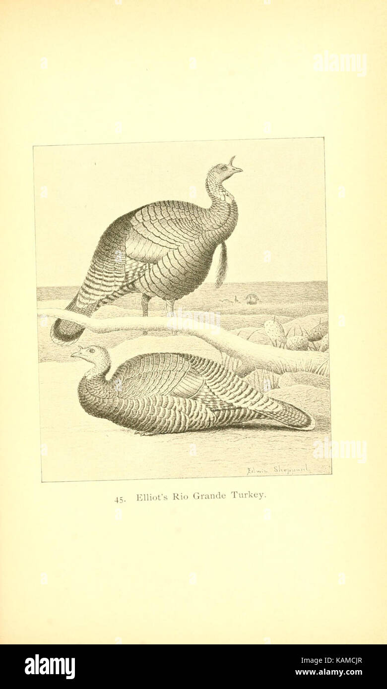 The gallinaceous game birds of North America (Pl. 45) (8119301491) Stock Photo