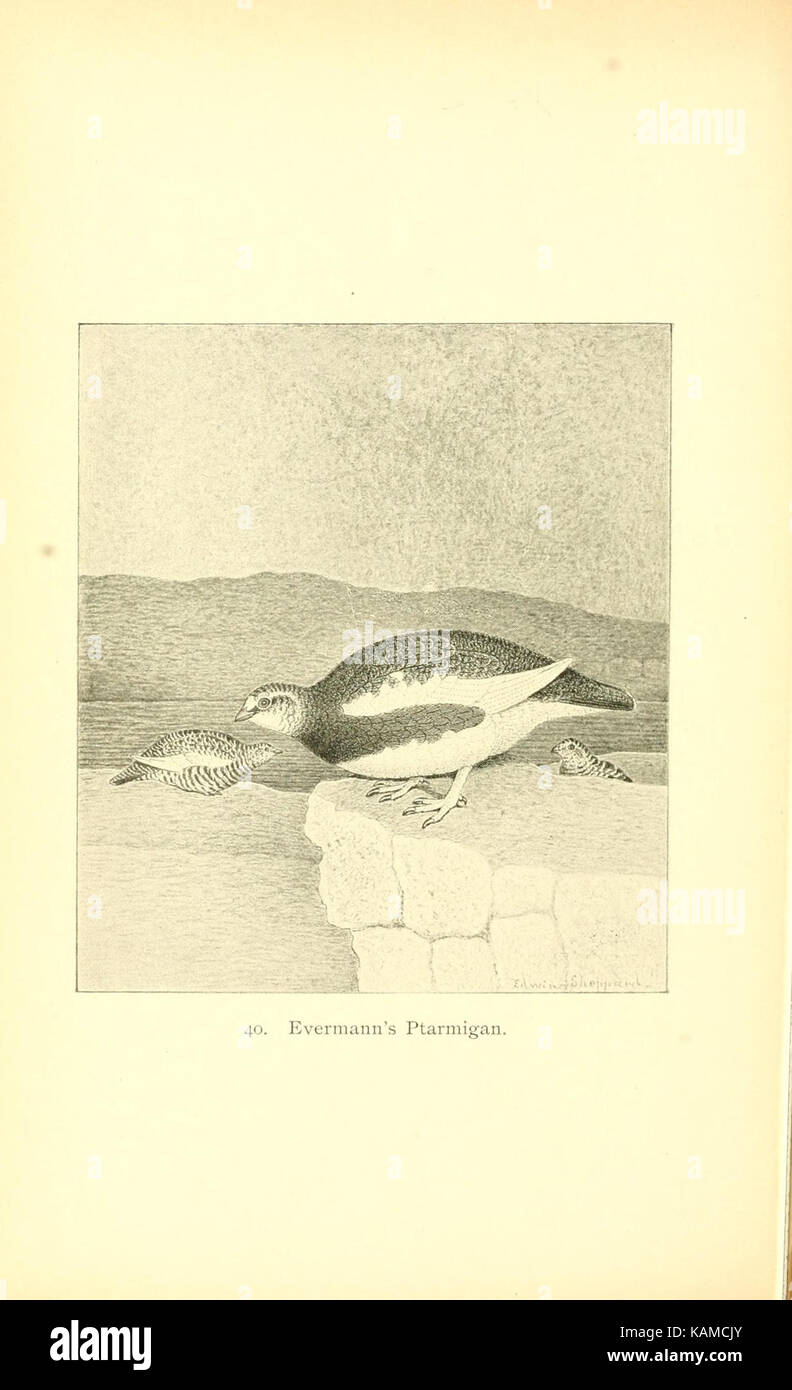 The gallinaceous game birds of North America (Pl. 40) (8119298005) Stock Photo