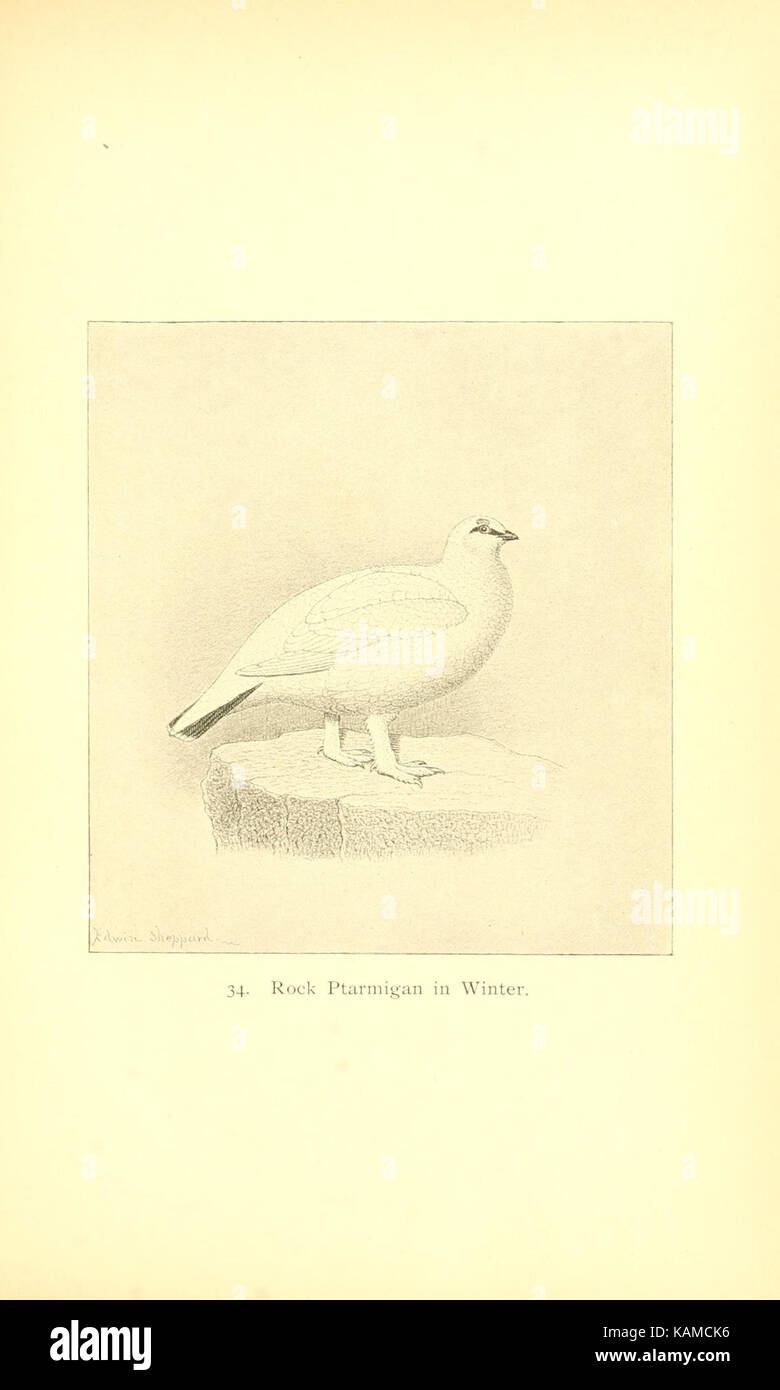 The gallinaceous game birds of North America (Pl. 34) (8119294343) Stock Photo