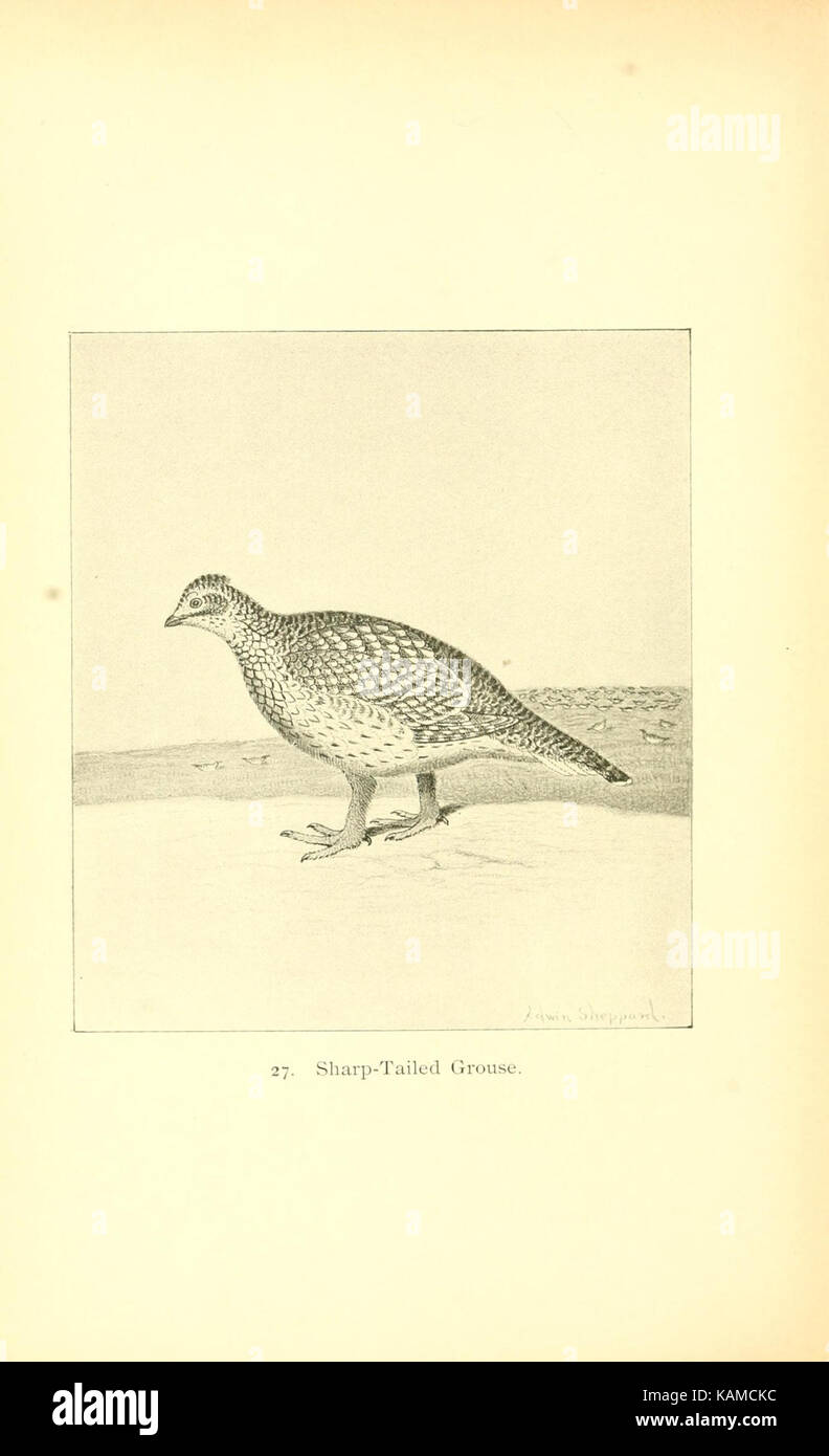 The gallinaceous game birds of North America (Pl. 27) (8119290299) Stock Photo