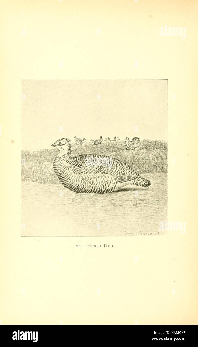 The gallinaceous game birds of North America (Pl. 24) (8119288515) Stock Photo