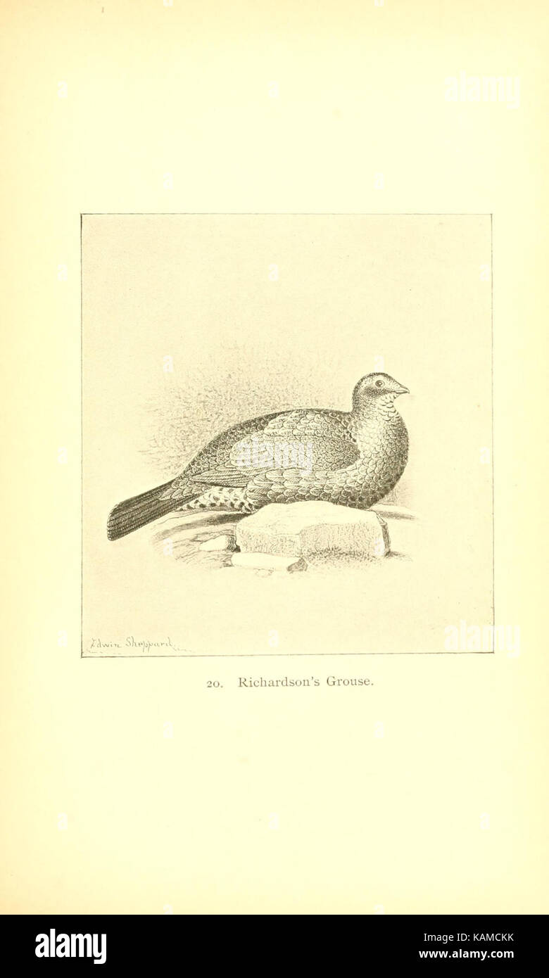 The gallinaceous game birds of North America (Pl. 20) (8119286003) Stock Photo