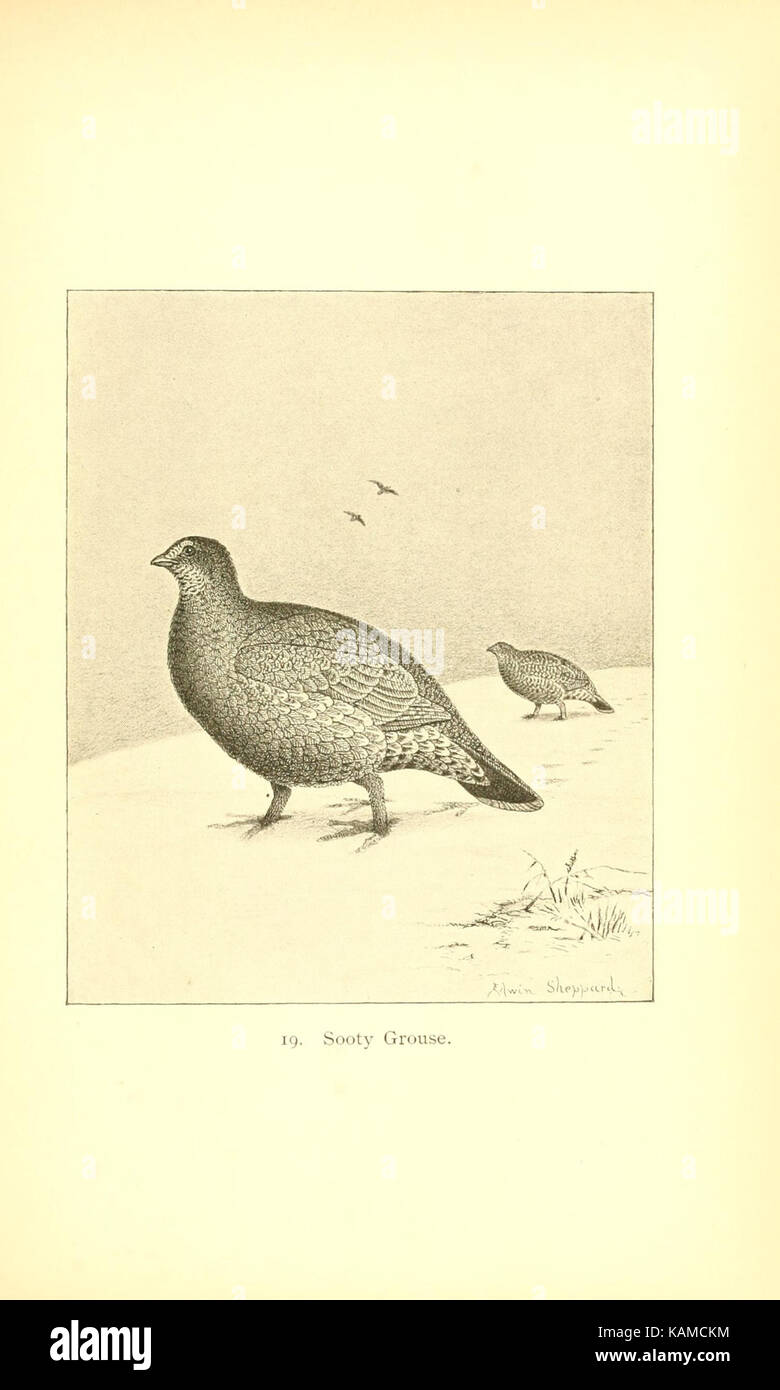 The gallinaceous game birds of North America (Pl. 19) (8119285499) Stock Photo