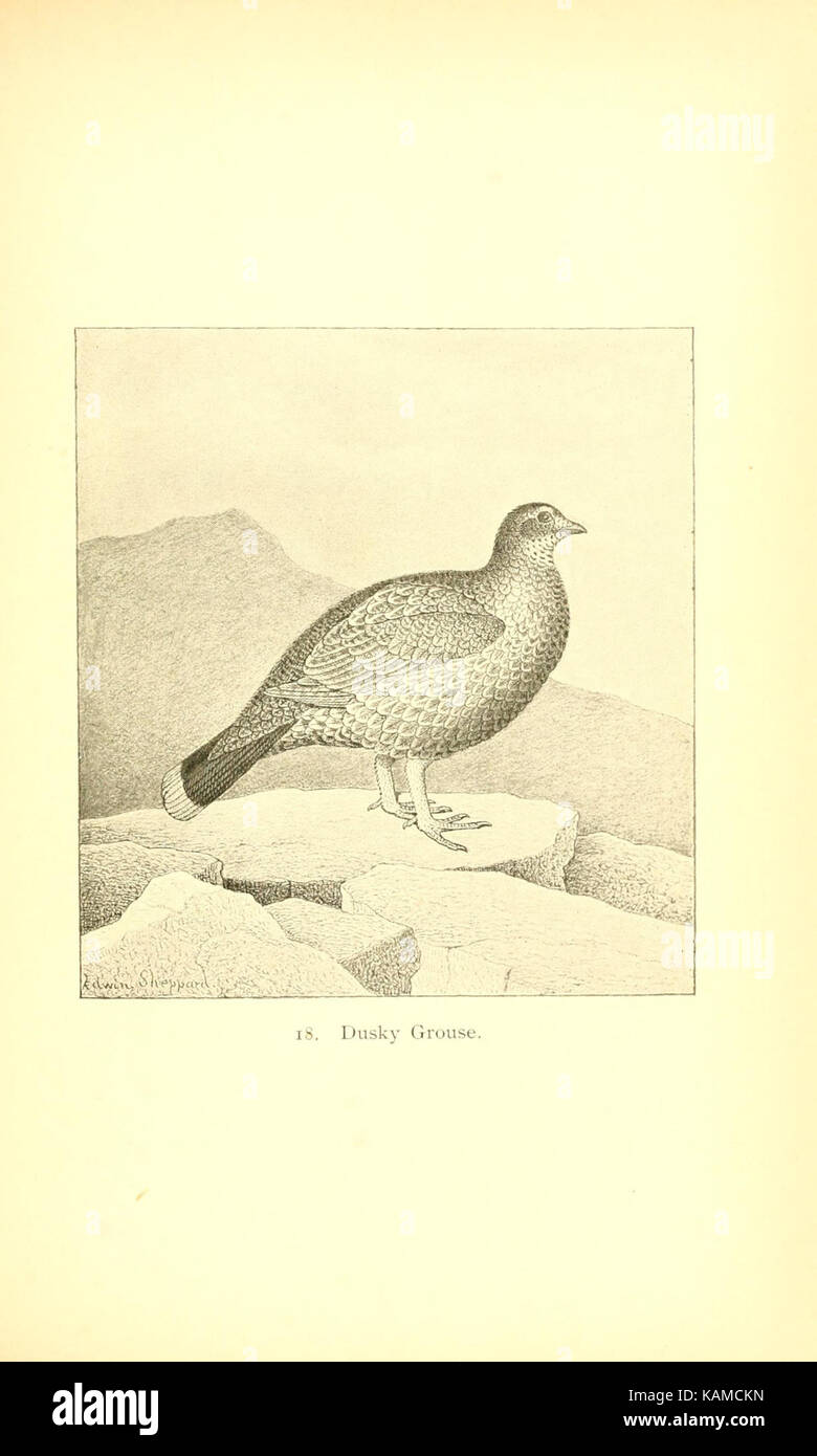 The gallinaceous game birds of North America (Pl. 18) (8119297112) Stock Photo