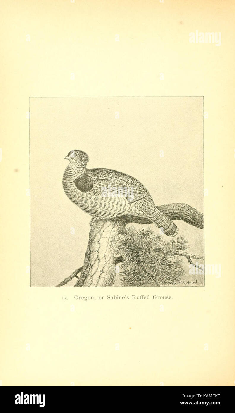 The gallinaceous game birds of North America (Pl. 15) (8119294476) Stock Photo
