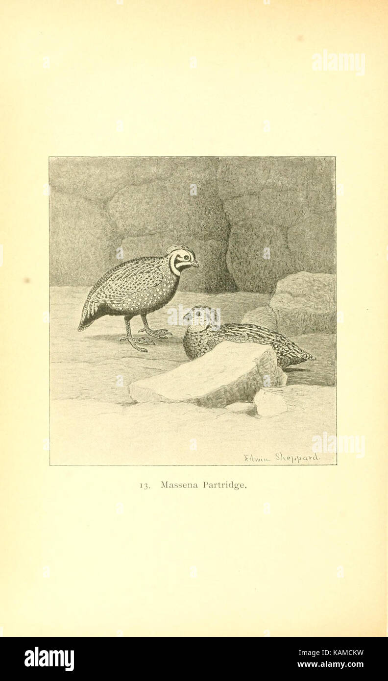 The gallinaceous game birds of North America (Pl. 13) (8119281031) Stock Photo
