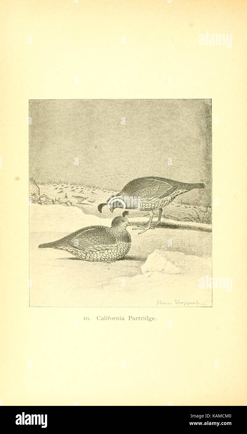 The gallinaceous game birds of North America (Pl. 10) (8119291294) Stock Photo
