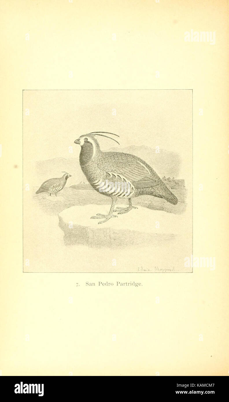 The gallinaceous game birds of North America (Pl. 7) (8119289396) Stock Photo