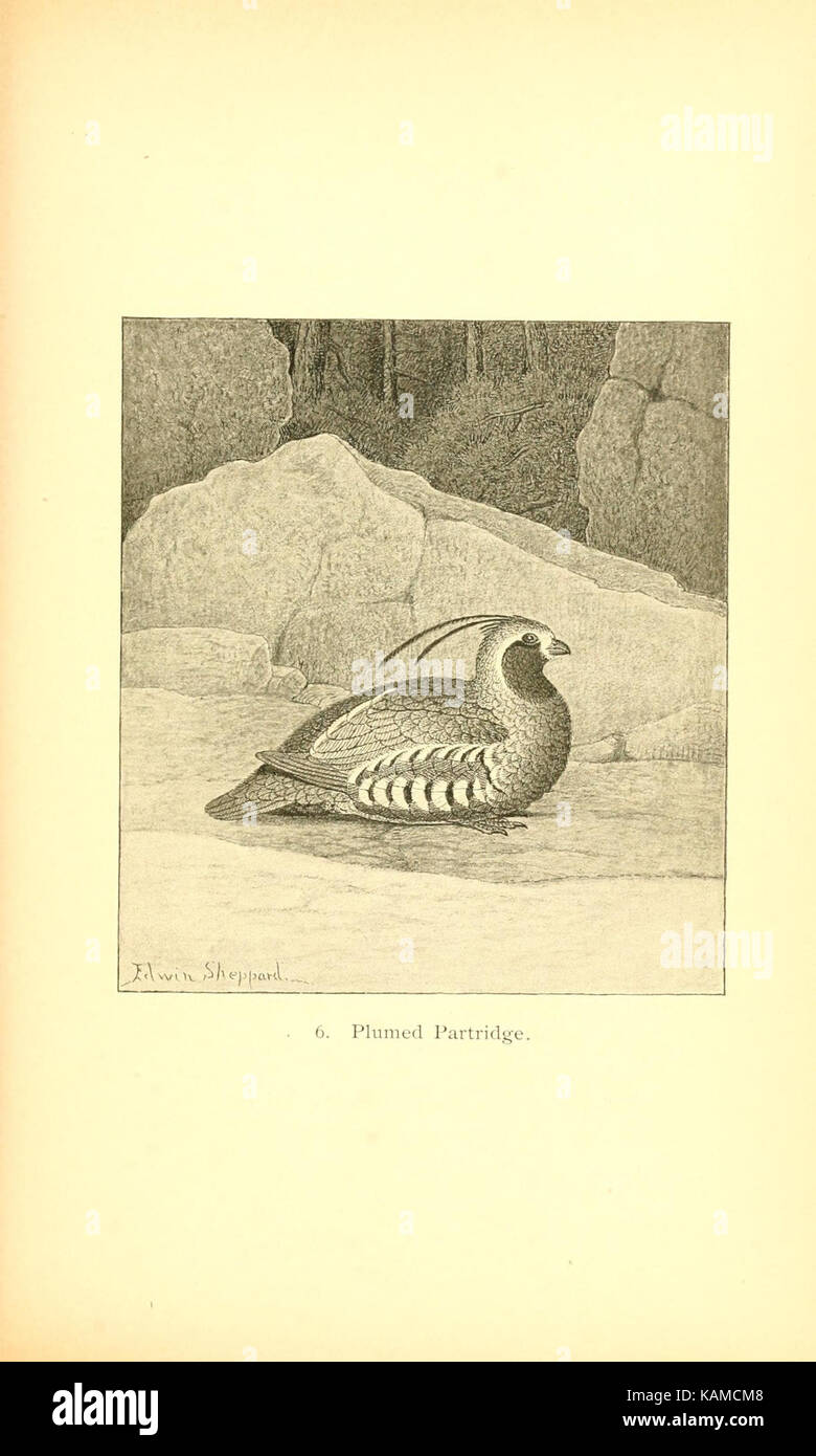 The gallinaceous game birds of North America (Pl. 6) (8119288872) Stock Photo