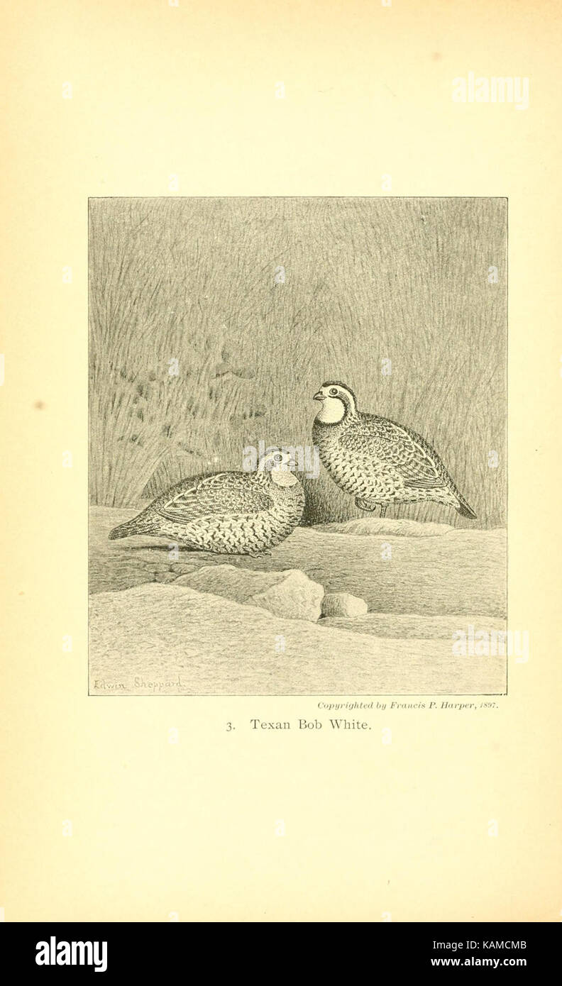 The gallinaceous game birds of North America (Pl. 3) (8119287182) Stock Photo