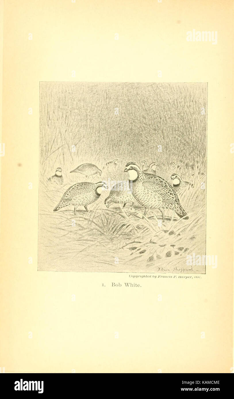 The gallinaceous game birds of North America (Pl. 1) (8119273629) Stock Photo