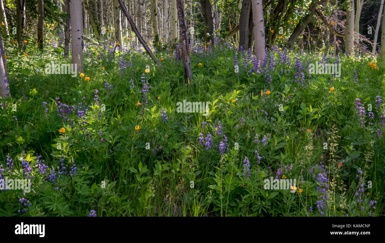 Close-up of wild Lupines &Tiger Lilies growing in an Aspen patch in June&July. (Taken in South Chilcotin Mountain Park/Spruce Lake, BC, Canada) Stock Photo