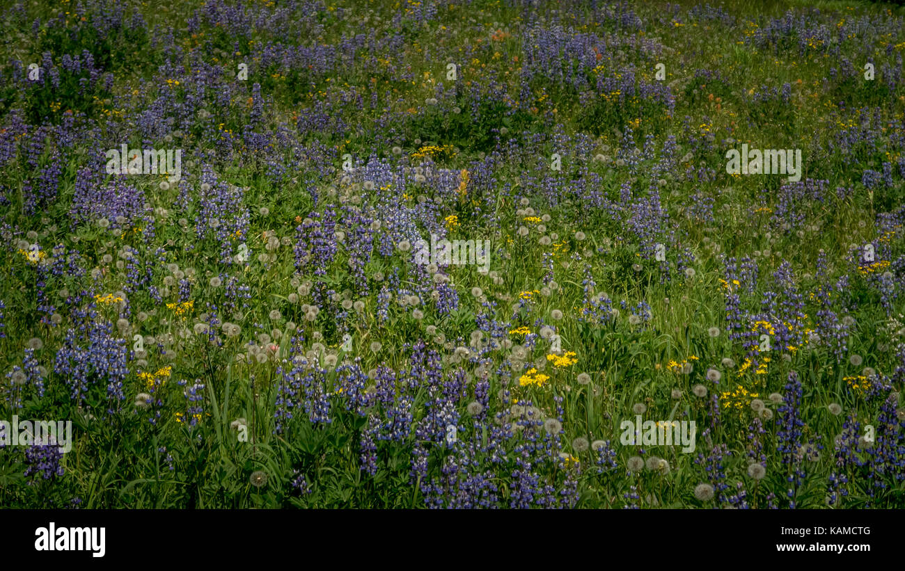 View of an alpine meadow full of wild flowers - Lupines, Dandelions, etc (Spruce Lake Protected Area, BC, Canada). Stock Photo