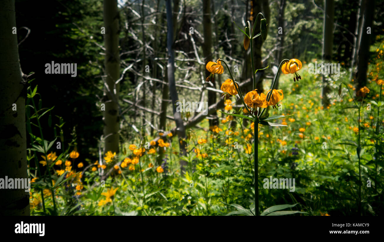Tiger Lillies growing along a forest slope in the Spruce Lake Protected Area (British Columbia, Canada). Stock Photo