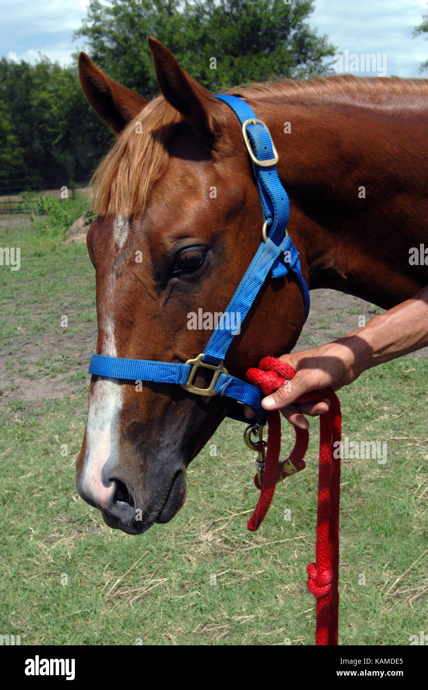 Sorrel quarter horse with blue halter is held by owner's hand. Red lead
