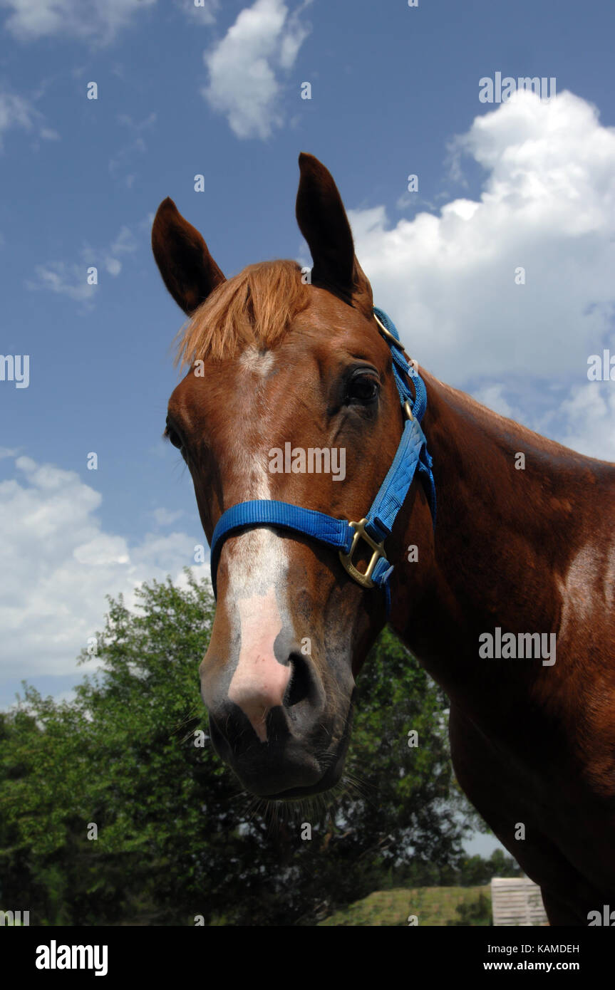 Sorrel quarter horse is framed by blue skies and trees.  His head is turned and brown eyes are looking straight at camera. Stock Photo