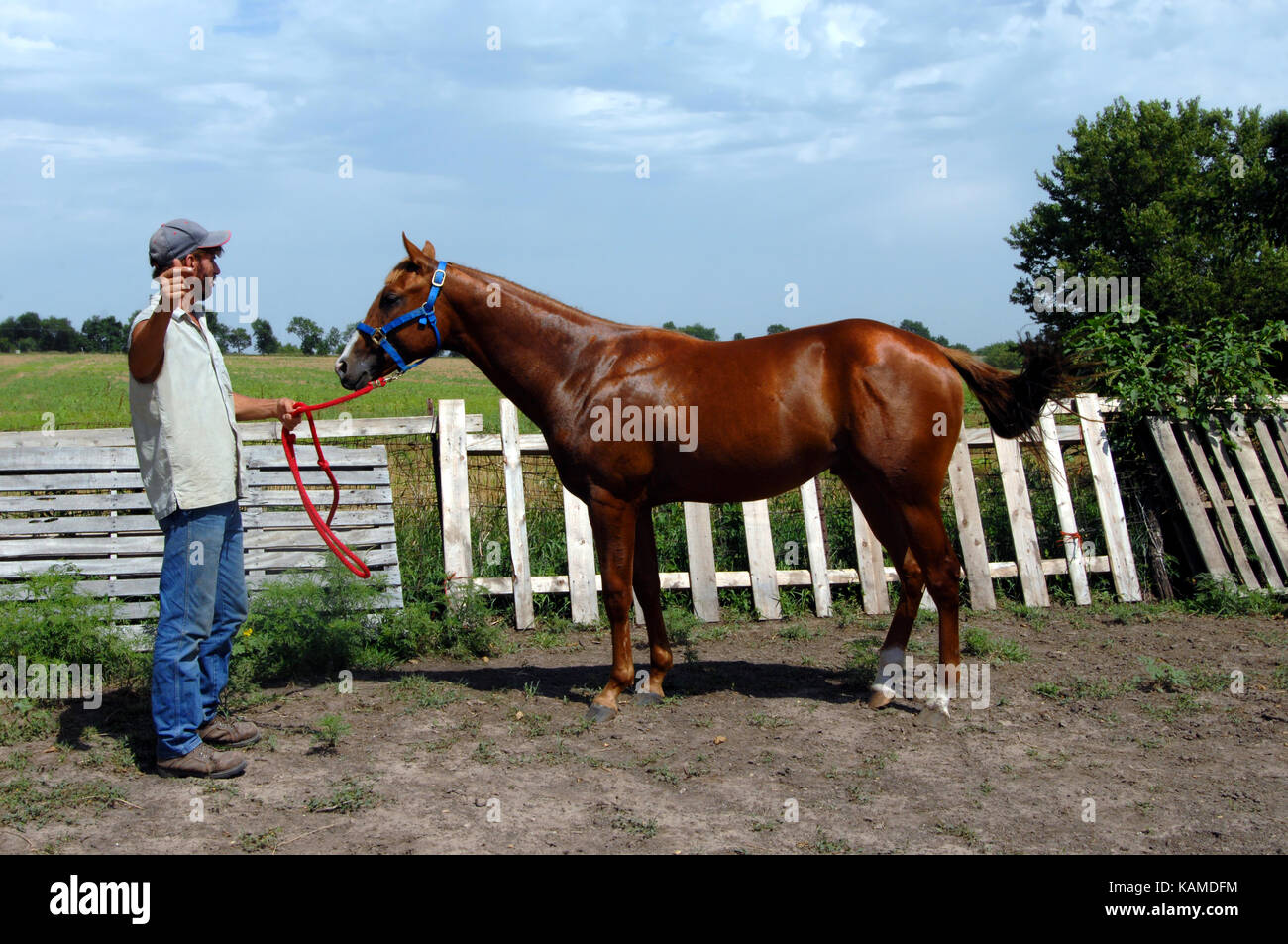 Trainer holds reins of potential racing horse.  Sorrel gelding, quarter horse stands in profile besides rustic wooden fence.  Blue skies with meadow b Stock Photo