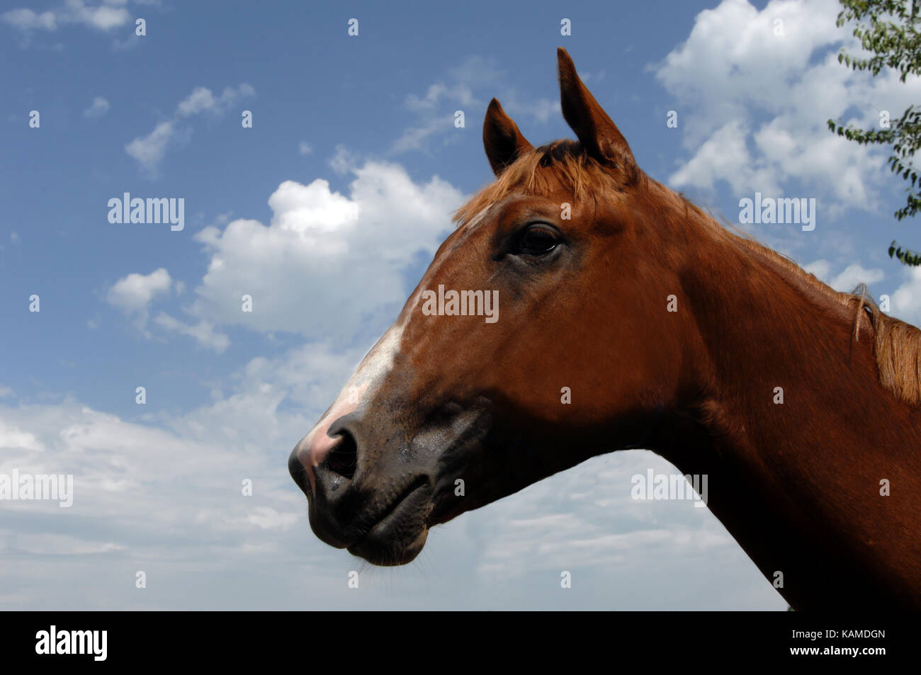 Head Closeup of Colt Stock Photo - Alamy