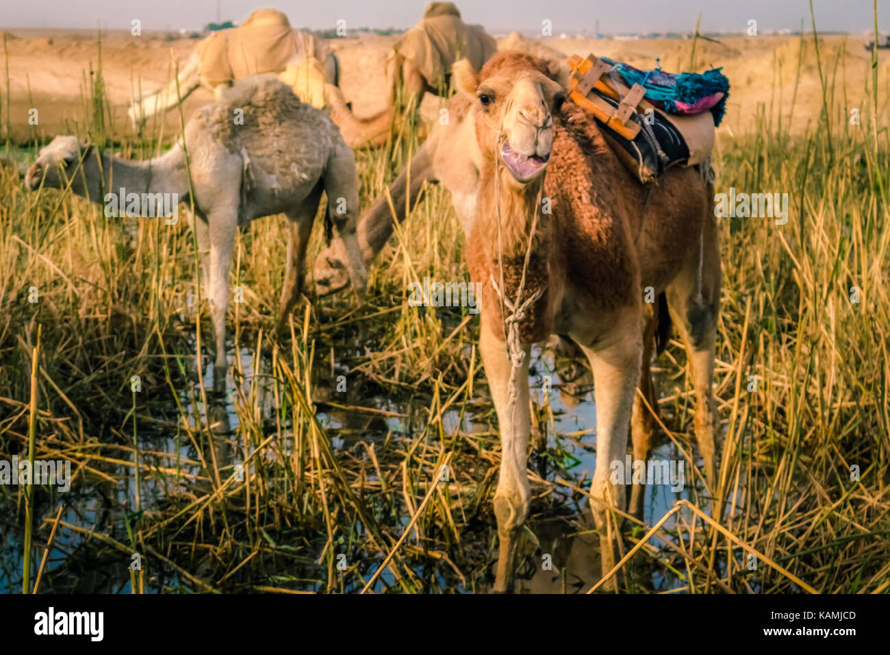 Camel tongue hires stock photography and images Alamy