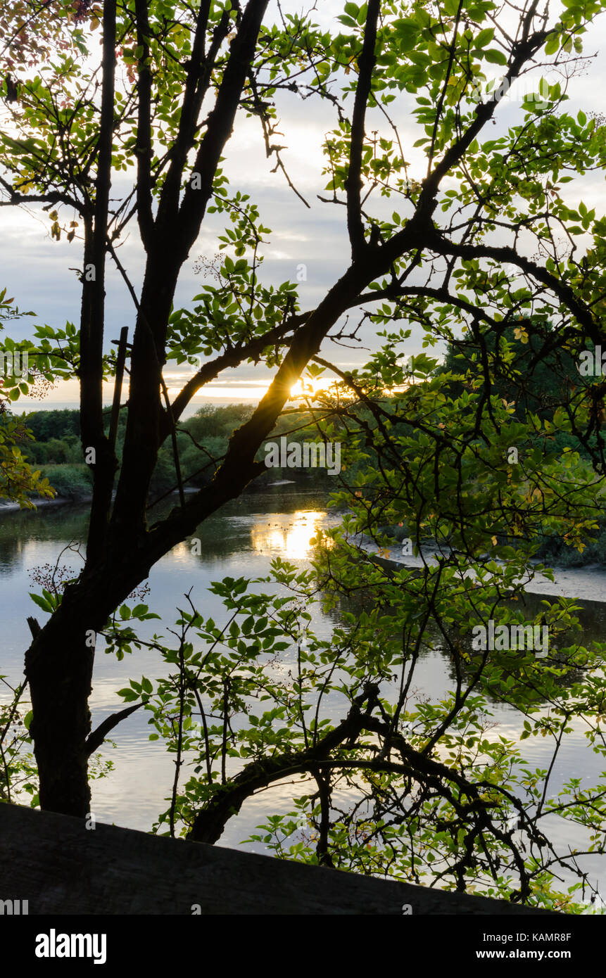 Sunset at a Park Lake with the Silhouette of a Tree in the Foreground ...