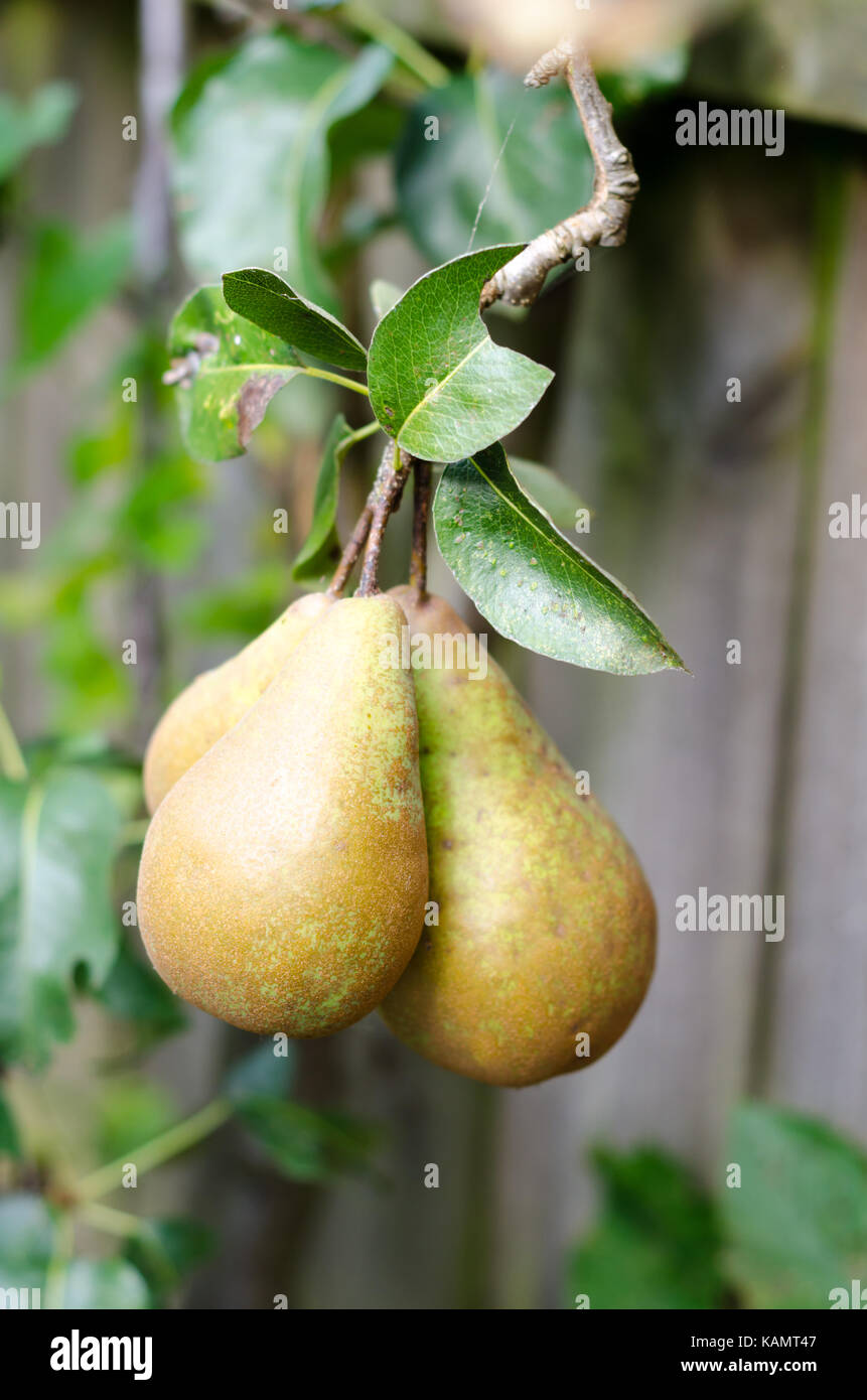Hanging pears tree hires stock photography and images Alamy
