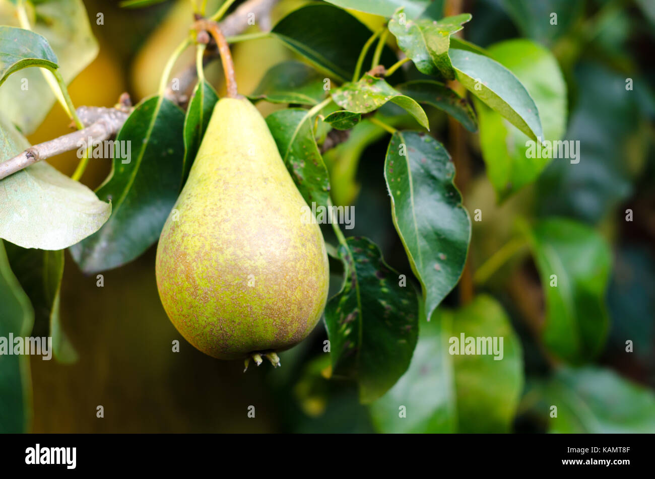 A Pear growing on a Pear Tree in a Garden Stock Photo