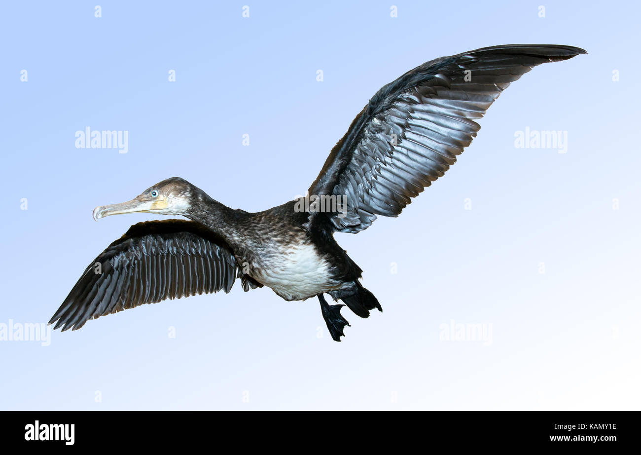 Great Cormorant, Phalacrocorax carbo - flying on blue background Stock Photo