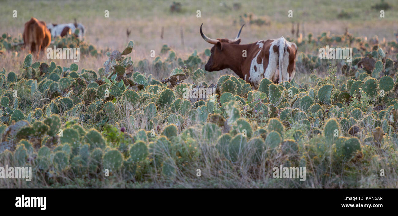 Lognhorn Standing on Field of Cactus with othes in the background Stock Photo
