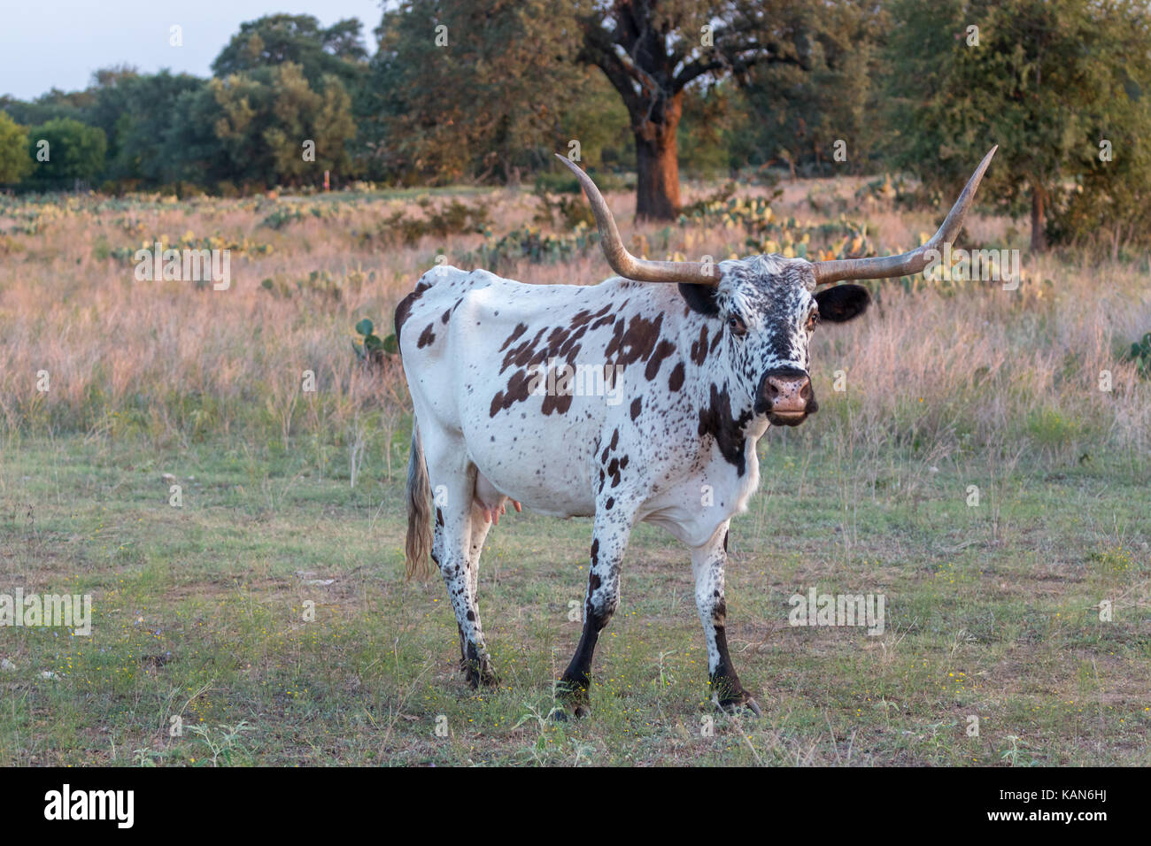 View of a Texas Longhorn Standing on Field Stock Photo