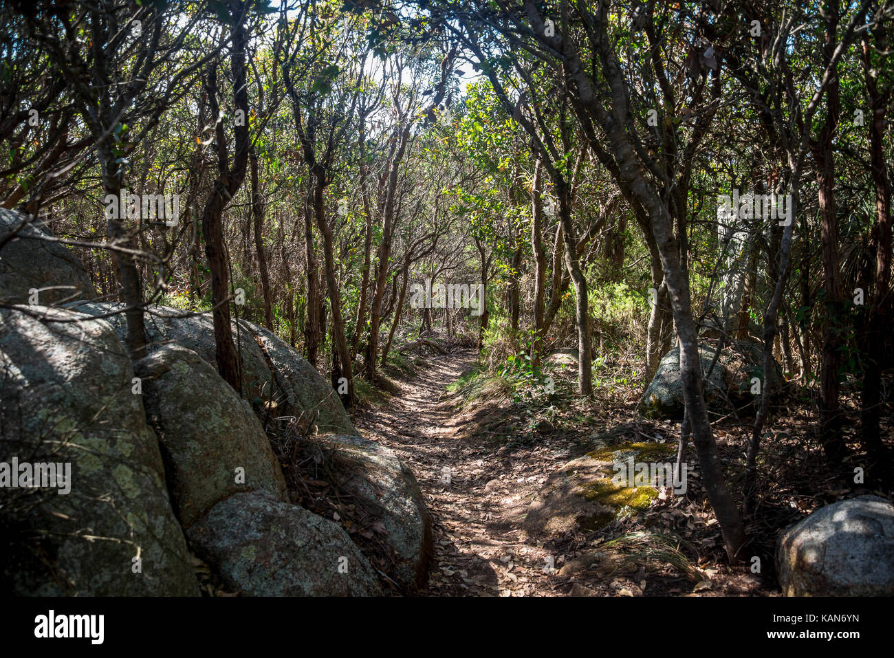 A mystic path on top of Mount Clarence in Albany Stock Photo